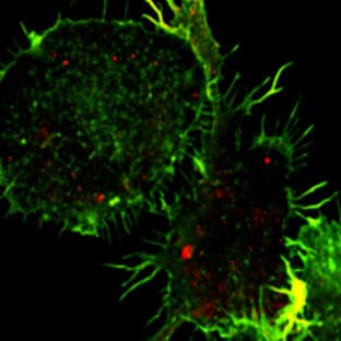 DyLight(TM) 594 Goat anti-rat IgG (minimal x-reactivity) avatar