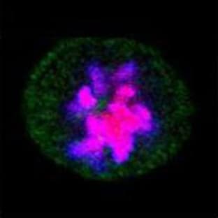 DyLight(TM) 405 Goat anti-rat IgG (minimal x-reactivity) avatar