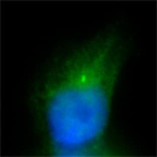 DyLight(TM) 488 Donkey anti-rabbit IgG (minimal x-reactivity) avatar