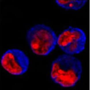 DyLight(TM) 405 Donkey anti-rabbit IgG (minimal x-reactivity) avatar