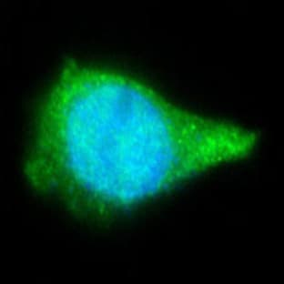 DyLight(TM) 488 Goat anti-mouse IgG2a avatar