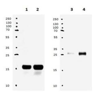 LEAF(TM) Purified anti-mouse VEGF-A avatar