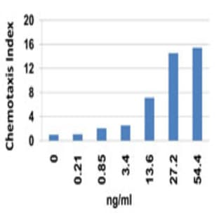 Recombinant Human CCL2 (MCP-1) (carrier-free) avatar