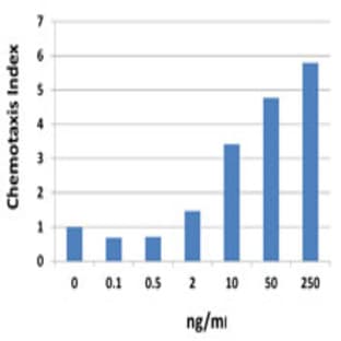Recombinant Human CXCL10 (IP-10) (carrier-free) avatar