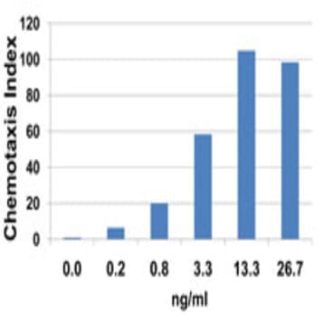 Recombinant Mouse CCL2 (MCP-1) (carrier-free) avatar