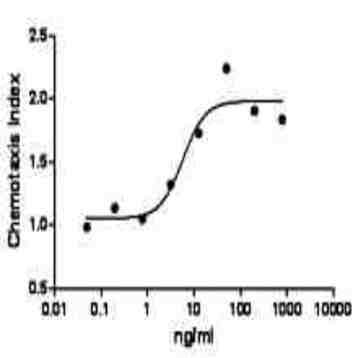 Recombinant Human CCL5 (RANTES) (carrier-free) avatar