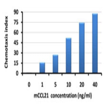 Recombinant Mouse CCL21 (6CKine) (carrier-free) avatar