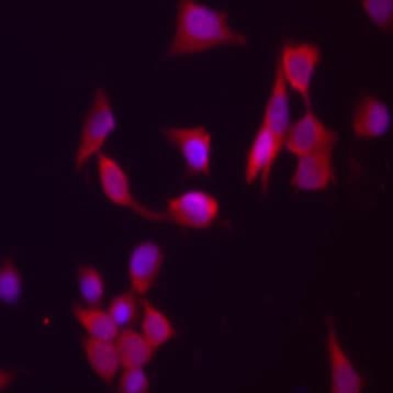 Purified anti-Paxillin avatar