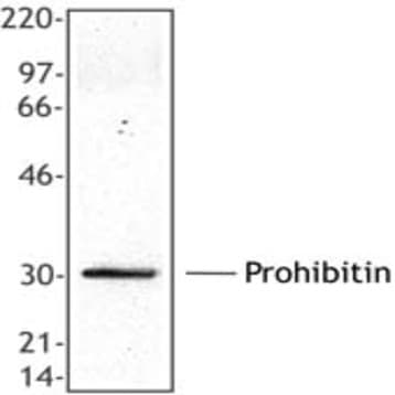 Purified anti-Prohibitin avatar