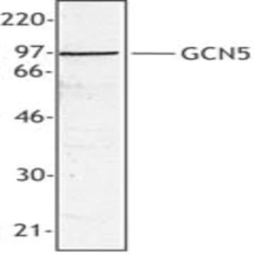 Purified anti-GCN5