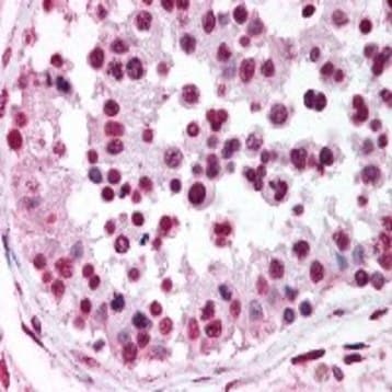 Purified anti-Nucleolin-Phospho (Thr76/Thr84) avatar