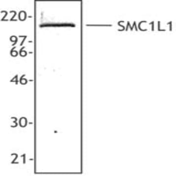 Purified anti-SMC1L1/SMC1 avatar