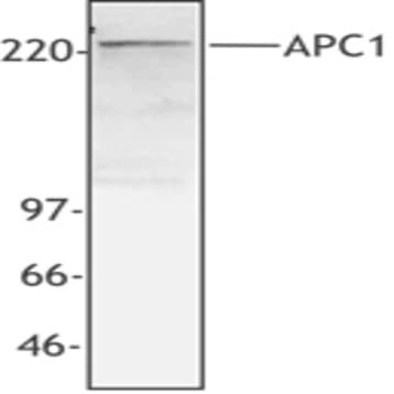 Purified anti-APC1