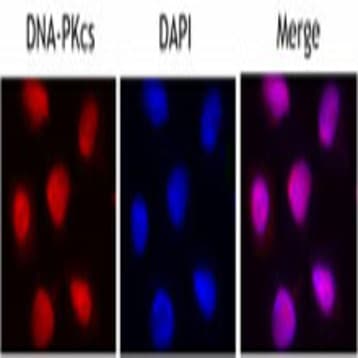 Purified anti-DNA-PKcs