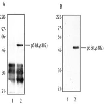 Purified anti-p53-Acetylated (Lys382) avatar