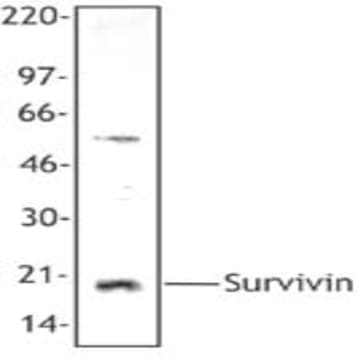 Purified anti-Survivin avatar