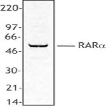 Purified anti-RARa avatar