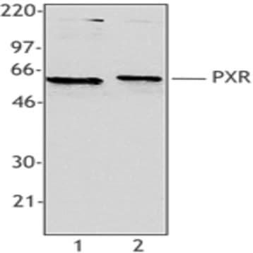 Purified anti-PXR avatar