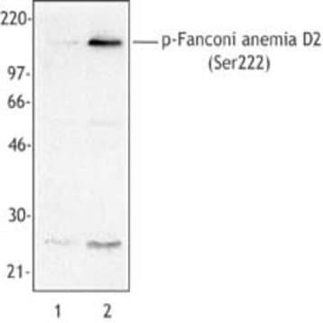 Purified anti-Fanconi anemia D2 Phospho (Ser222)