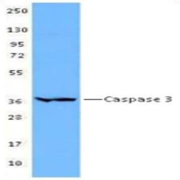 Biotin anti-Caspase-3 avatar