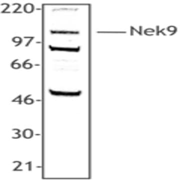 Purified anti-NEK9 avatar