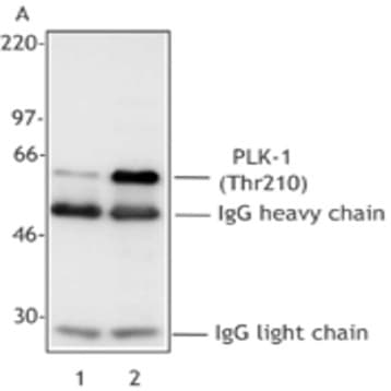 Purified anti-PLK-1 Phospho (Thr210) avatar
