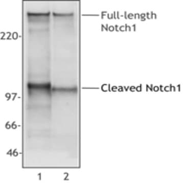Purified anti-Notch 1 avatar