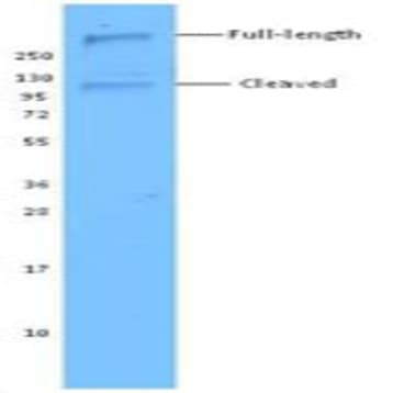 Biotin anti-Notch 1 avatar