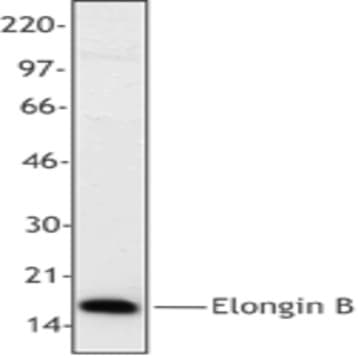 Biotin anti-Elongin B avatar