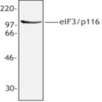 Purified anti-eIF3/p116