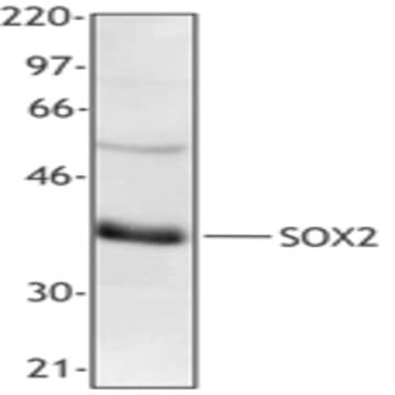 Purified anti-SOX2 (NH2 terminus) avatar
