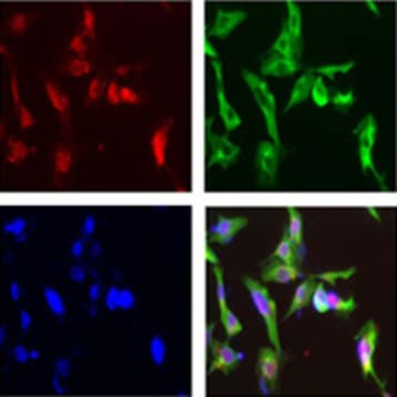 Purified anti-Oct4 (Oct-4) avatar