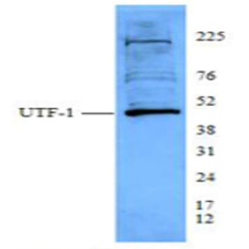 Purified anti-UTF1 avatar