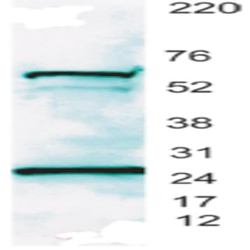 Purified anti-Nac1 avatar