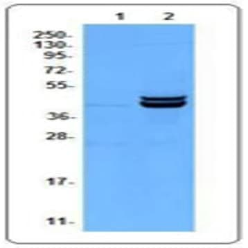 Purified anti-ERK1/2 Phosphorylated (Thr202/Tyr204)