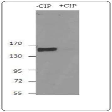 Purified anti-PERK Phospho (Ser713) avatar