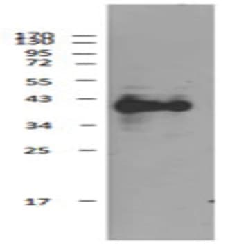 Purified anti-SOX2 avatar