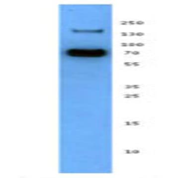 Purified anti-mouse Isthmin-1 avatar