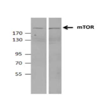 Purified anti-mTOR