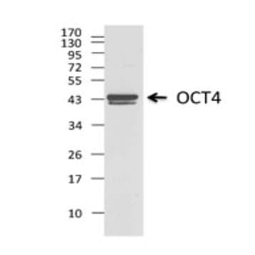 Purified anti-OCT4 (OCT3) avatar