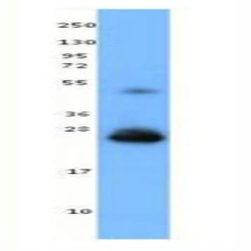 LEAF(TM) Purified anti-human IFN-beta