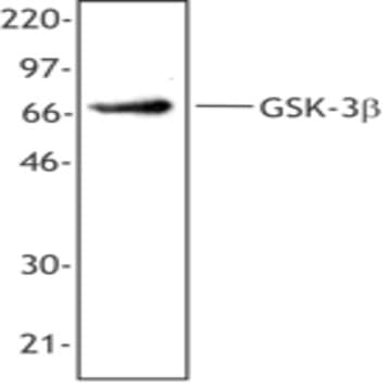 Purified anti-GSK-3beta