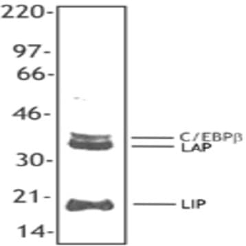 Biotin anti-C/EBP beta avatar