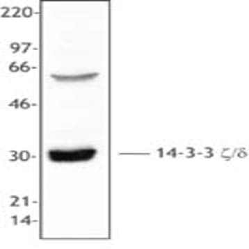 Purified anti-14-3-3 zeta/delta