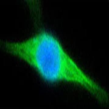 FITC anti-NF-kappaB p50