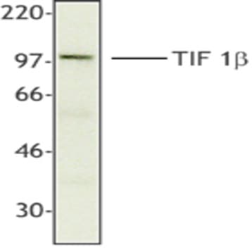 Purified anti-TIF1beta (KAP-1, TRIM28)