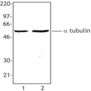 Purified anti-Tubulin-alpha