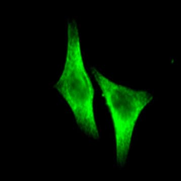 Alexa Fluor(R) 488 anti-Tubulin-alpha