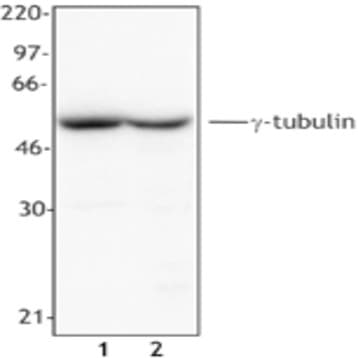 Purified anti-Tubulin-gamma