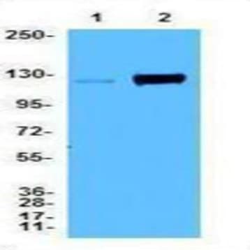 Purified anti-TIF1beta (KAP-1, TRIM28) Phospho (Ser473)